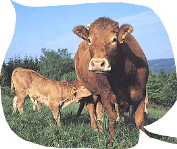 Limousin die Rinderrasse für Rindfleisch des gehobenen Anspruchs
